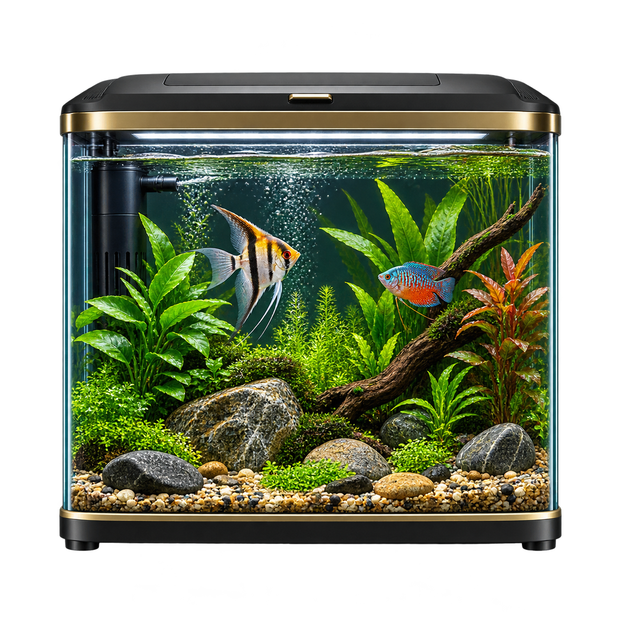 Fish